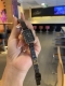 DW 种草小红书爆款～～ 新款推荐DW新款 ，表盘20mm×26mm～～石英手表！表盘厚度6mm纤薄！携手国际名模Kendall Jenner推出#DWClas